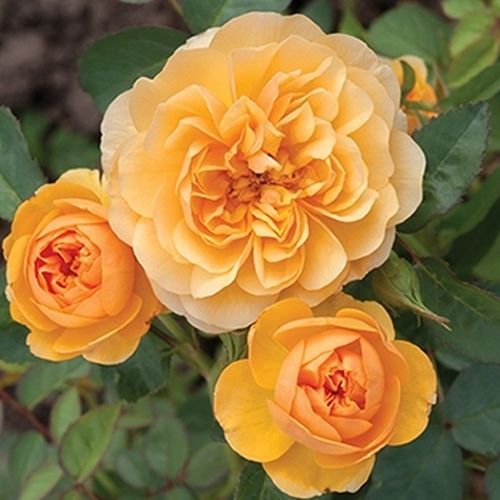 Rosa Isidora™ - gelb - floribundarosen
